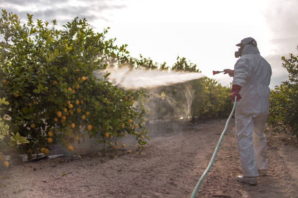 Best Insect Control  in West Crossett, AR