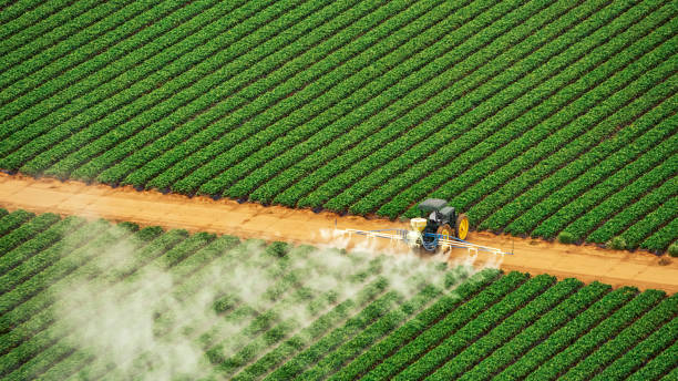 Best Affordable Pest Control Services  in West Crossett, AR